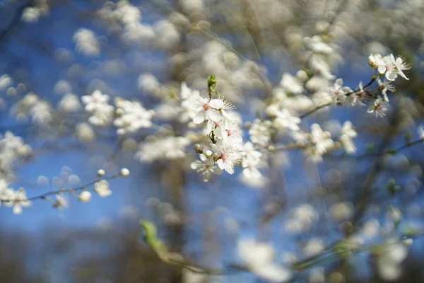 Széles Lövés Fehér Finom Cseresznyevirágzás Prunus Avium Ellen Kék — Stock Fotó