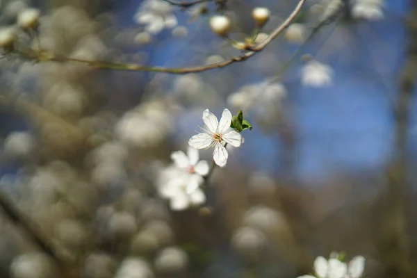 Zblízka Bílé Jemné Divoké Třešňové Květy — Stock fotografie