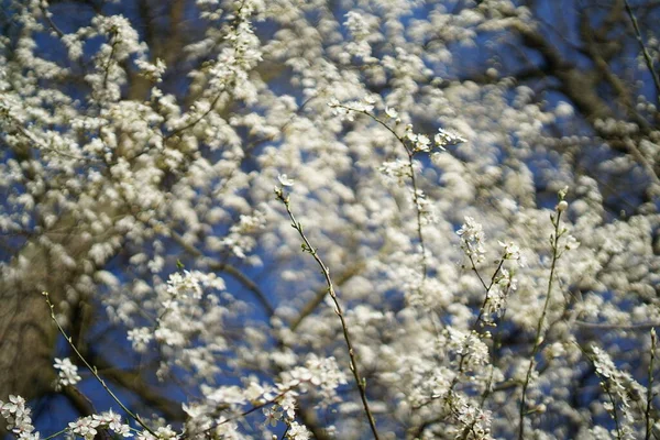 Largo Tiro Flor Cereja Selvagem Delicada Branca Prunus Avium Contra — Fotografia de Stock