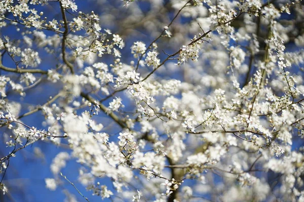 Широкий Шот Белого Нежного Цветка Вишни Чернослив Авиум Фоне Голубого — стоковое фото