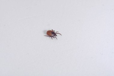 Dişi kenesi (Ixodes skapularis) emekliyor 