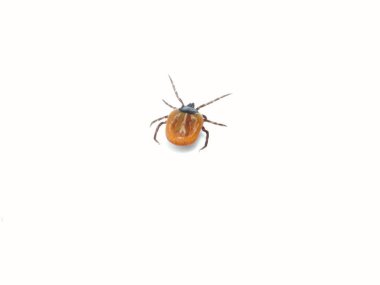 Dişi kenesi (Ixodes skapularis) emekliyor 