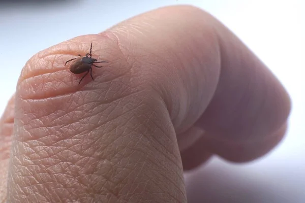 피부를 기어다니는 진드기 Ixodes Scapularis — 스톡 사진