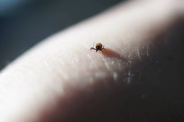 Női Kullancs Ixodes Scapularis Kúszás Bőrön Kész Harapni — Stock Fotó