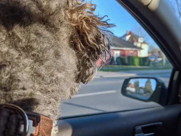Arabanın Içindeki Tüylü Bir Kaniş Köpeğinin Arkasında Pencereden Dışarı Bakıyor — Stok fotoğraf