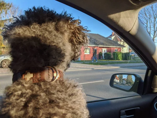 Back of a young fluffy poodle dog inside a car looking out to the window, waiting desperately for the owner to come back