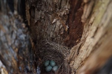 Ortak Karatavuk 'un (Turdus merula) gizli kuş yuvası. Eski bir ağaç gövdesinde 4 turkuaz renkli yumurta saklı.