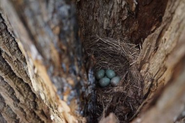 Ortak Karatavuk 'un (Turdus merula) gizli kuş yuvası. Eski bir ağaç gövdesinde 4 turkuaz renkli yumurta saklı.