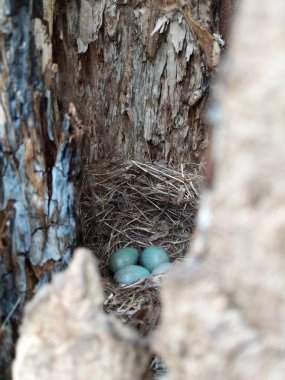 Ortak Karatavuk 'un (Turdus merula) gizli kuş yuvası. Eski bir ağaç gövdesinde 4 turkuaz renkli yumurta saklı.