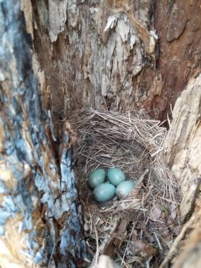 Ortak Karatavuk 'un (Turdus merula) gizli kuş yuvası. Eski bir ağaç gövdesinde 4 turkuaz renkli yumurta saklı.
