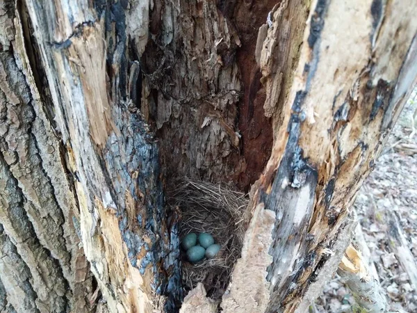 Secret bird nest of Common Blackbird (Turdus merula) with 4 turquoise colored eggs hidden in an old tree trunk