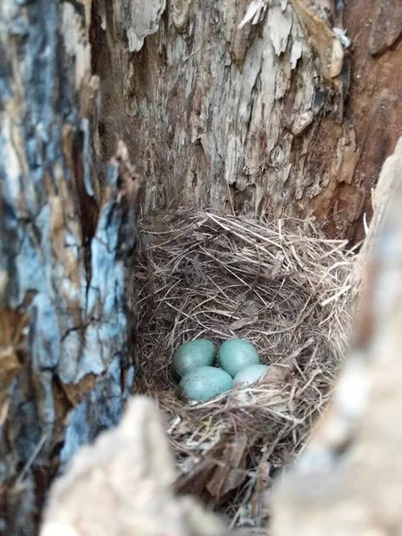 Secret bird nest of Common Blackbird (Turdus merula) with 4 turquoise colored eggs hidden in an old tree trunk