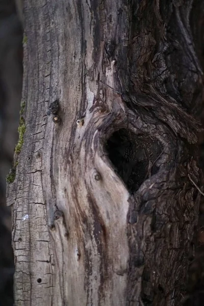 Heart shaped tree hole in old dead tree trunk