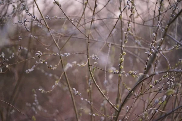 Vrba Kozy Salix Caprea Při Západu Slunce — Stock fotografie