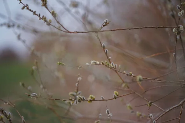 Geitenwilg Salix Caprea Bij Zonsondergang — Stockfoto