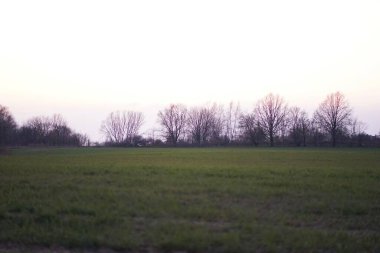         Alacakaranlıkta ağaç siluetleriyle çayır tarlası                                       