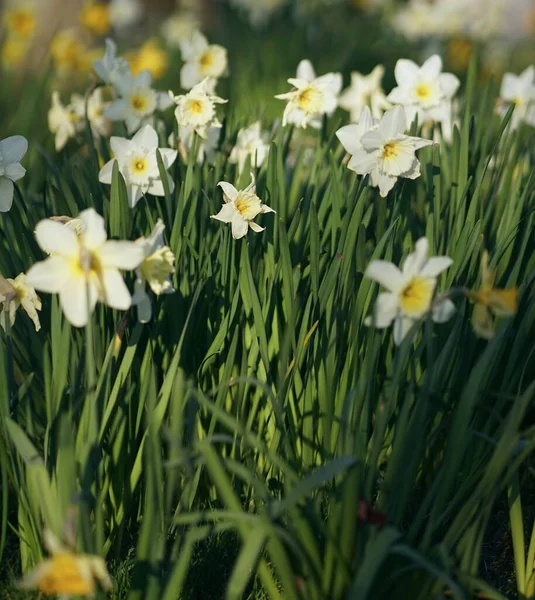 Close Van Fel Wit Geel Gekleurde Narcis Patch April — Stockfoto