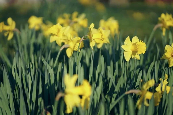 Primer Plano Del Parche Narciso Color Amarillo Brillante Abril — Foto de Stock