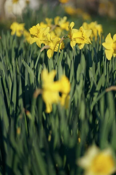 Primer Plano Del Parche Narciso Color Amarillo Brillante Abril — Foto de Stock