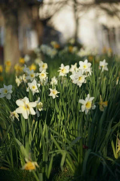 Primer Plano Del Parche Narciso Color Amarillo Brillante Abril — Foto de Stock