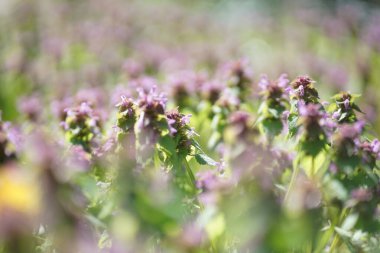    Nisan ayında bir grup ölü ısırgan otu, mor başmelek (Lamium purpureum)                             