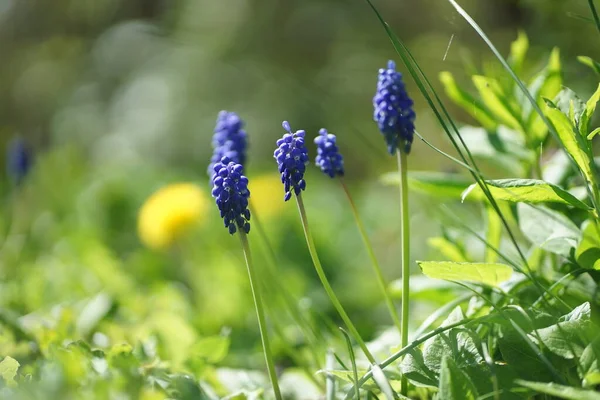 Primer Plano Del Prado Primavera Con Jacinto Uva Campanas Azules — Foto de Stock