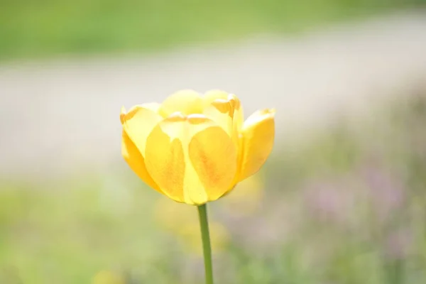 Primer Plano Tulipán Amarillo Único Suave Primavera — Foto de Stock