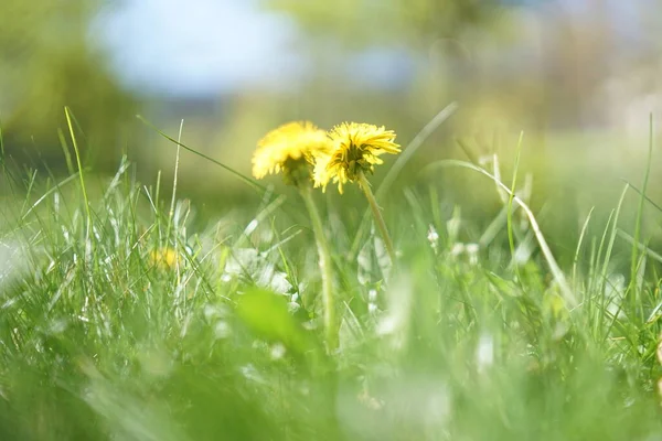 Primo Piano Fiori Tarassaco Colore Giallo Fioriscono Erba Verde — Foto Stock