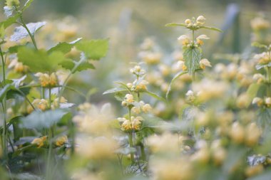 Lamium galeobdolon, yaygın olarak sarı başmelek, topçu fabrikası, alüminyum bitkisi veya sarı gelincik burnu olarak bilinir.   
