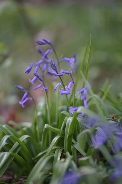 있는우아 파란색 친토리 자세히 들여다봄 — 스톡 사진