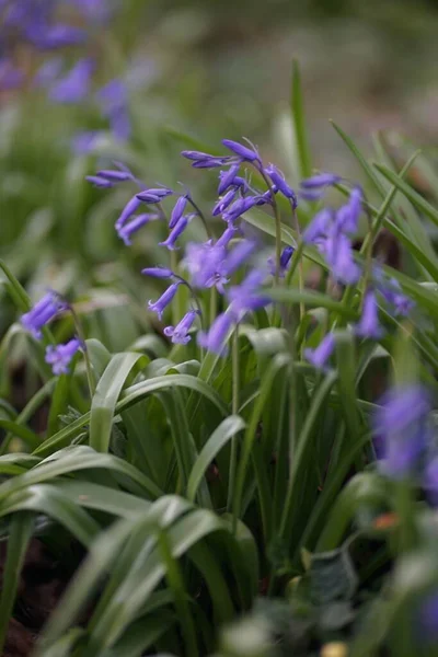 Primer Plano Delicadas Campanas Azules Color Púrpura Hyacinthoides Hierba Verde — Foto de Stock