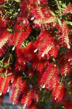 Kırmızı, kırmızı veya limon şişe fırçası olarak da bilinen Melaleuca citrina, yaygın olarak sadece Avustralya 'da değil, Callistemon' un bir türü olarak da yetiştirilir. Mersin ağacından bir bitki.,