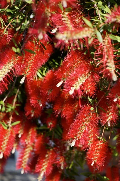 Melaleuca Citrina Comunemente Conosciuta Come Comune Spazzola Rossa Cremisi Limone — Foto Stock