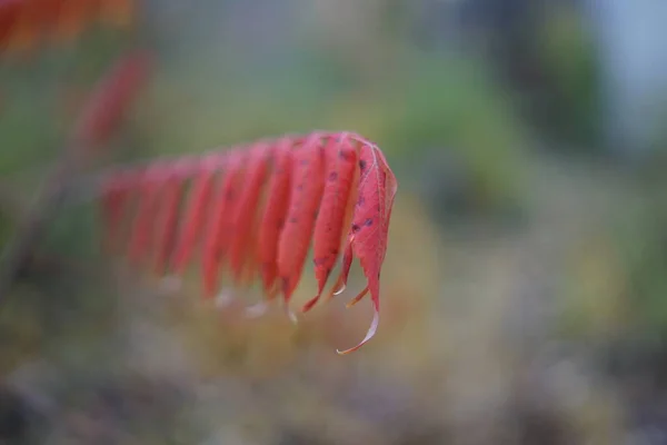 Folhas Vermelhas Outono Sorbus Aucuparia Comumente Chamado Rowan Cinza Montanha — Fotografia de Stock