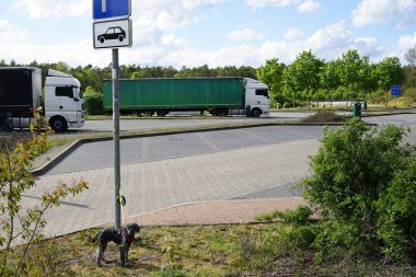 Terk edilmiş köpek otoban dinlenme yerindeki park yeri direğine bağlanmış. 