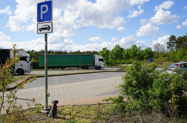 Terk edilmiş köpek otoban dinlenme yerindeki park yeri direğine bağlanmış. 