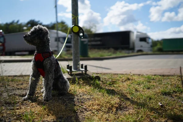 Abandoned pet dog leashed on parking sign pole at at highway resting spot
