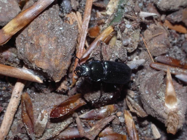 Platycerus Caraboides Uma Espécie Escaravelho Família Lucanidae — Fotografia de Stock