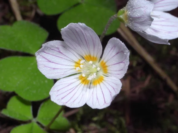 Primer Plano Oxalis Acetosella Acedera Madera Acedera Madera Común Una — Foto de Stock