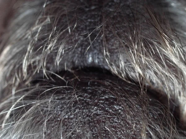 Macro close up of grey hairy dog mouth