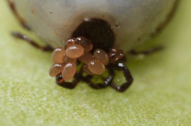 Dişi kenenin (Ixodes skapularis) süper makrosu ağzıyla yeni yumurtlamış yumurtaları taşıyor.