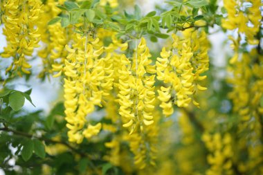  Laburnum, Fabaceae familyasından Faboideae familyasına ait iki küçük ağaçtan oluşan bir cinstir..   