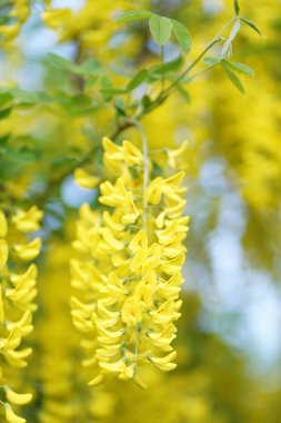  Laburnum, Fabaceae familyasından Faboideae familyasına ait iki küçük ağaçtan oluşan bir cinstir..   