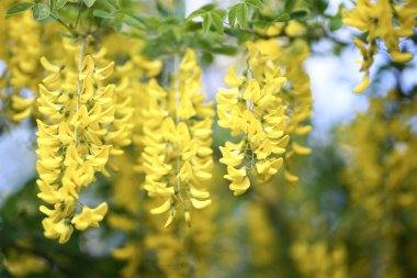  Laburnum, Fabaceae familyasından Faboideae familyasına ait iki küçük ağaçtan oluşan bir cinstir..   