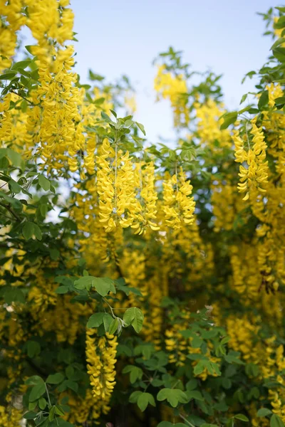 Laburnum Een Geslacht Uit Grassenfamilie Faboideae Van Erwtenfamilie Fabaceae — Stockfoto