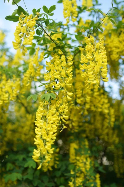 Laburnum Иногда Называемый Золотой Цепью Золотым Дождем Является Родом Двух — стоковое фото