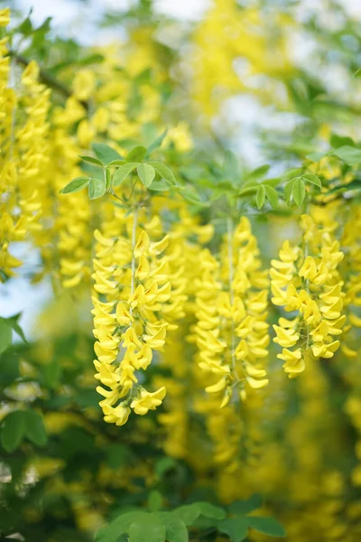 Laburnum Een Geslacht Uit Grassenfamilie Faboideae Van Erwtenfamilie Fabaceae — Stockfoto