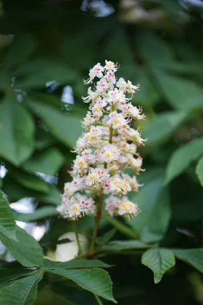 Blisko Kwiaty Białego Aesculus Hippocastanum Duży Liściasty Synoecious Hermafrodyta Kwiat — Zdjęcie stockowe