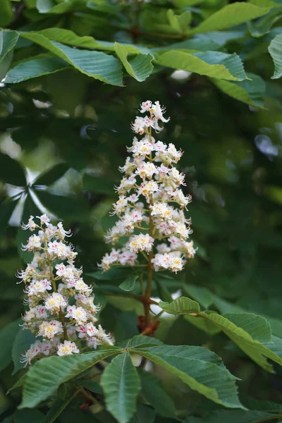 白の花を閉じます イソキュラスカバスタヌム 大規模な落葉 草本花 一般的に馬栗やコンカーの木として知られています — ストック写真