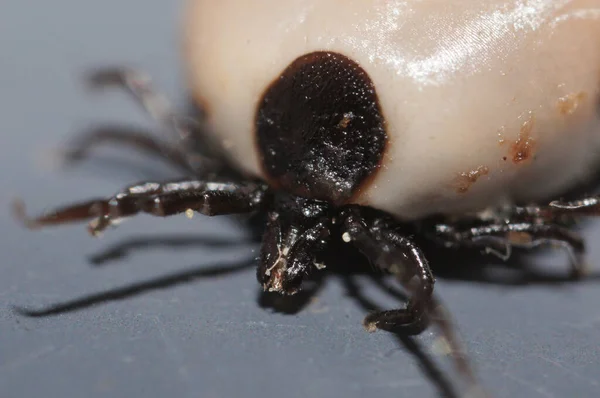 Super macro close up of female Ixodes ricinus, the castor bean tick, a chiefly European species of hard-bodied tick. It  can transmit Lyme disease and tick-borne encephalitis.